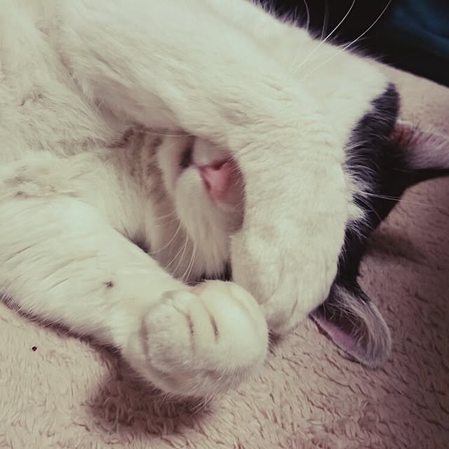 Mikiさんの実例写真