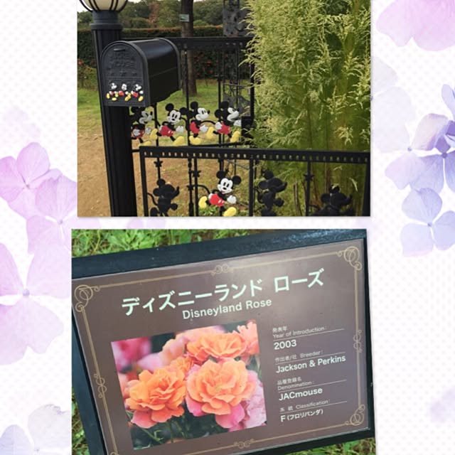 greenroseさんの実例写真