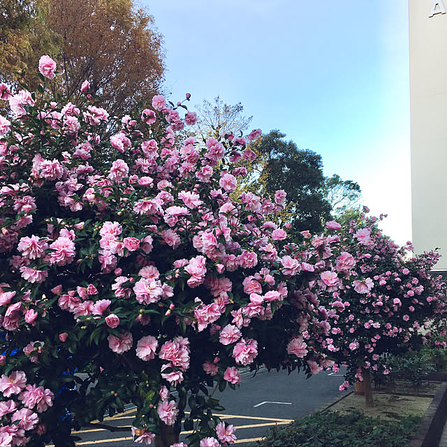 yukimaruさんの実例写真