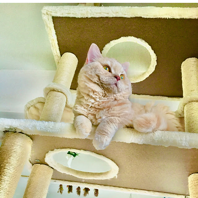 naokoさんの実例写真