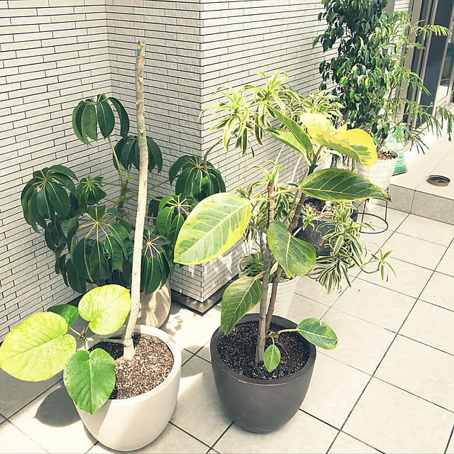 Sayさんの実例写真