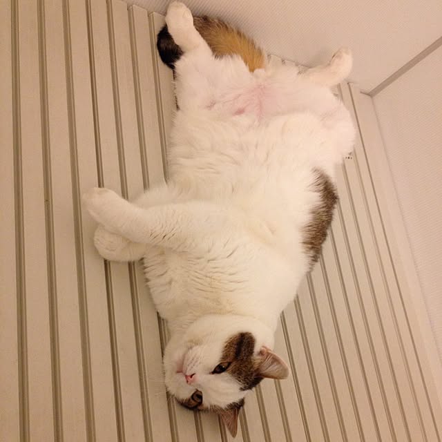 Yakkoさんの実例写真