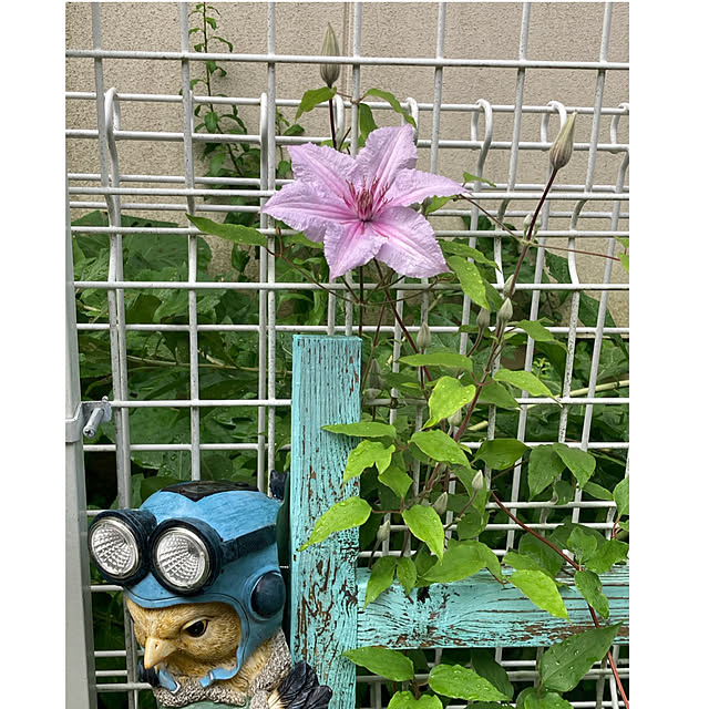 CoCo0617さんの部屋