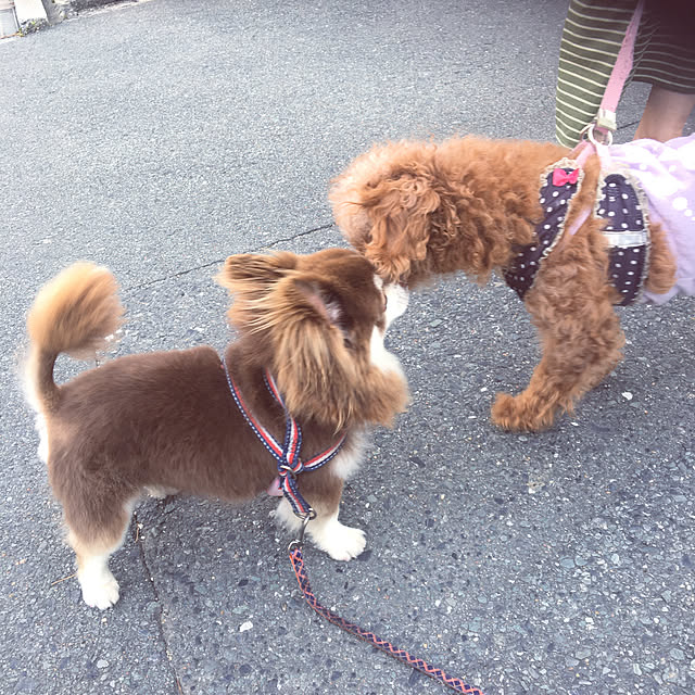 9歳男の子/ありがとうございます♡/田舎暮らし+ﾟ*/チワワ飼ってます/お天気よし...などのインテリア実例 - 2020-06-24 09:00:13