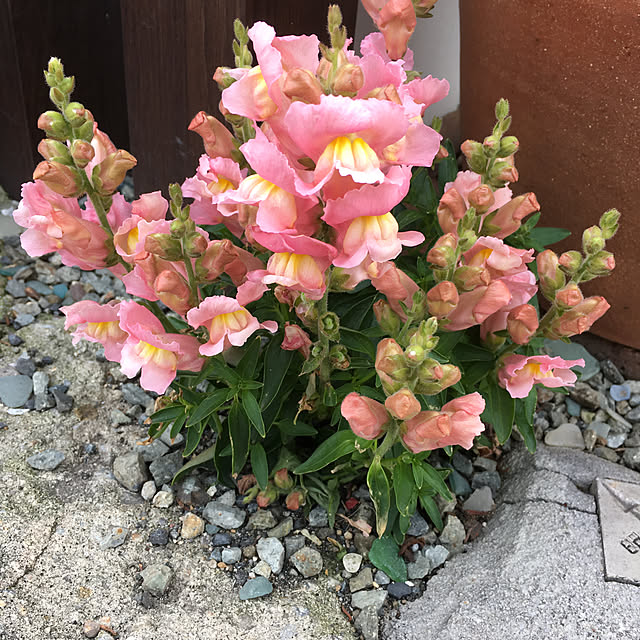 furu.さんの実例写真