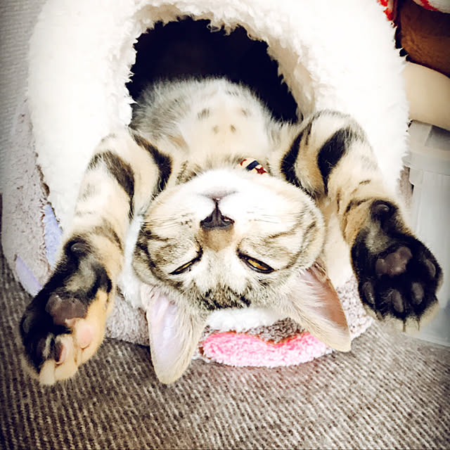 rika.さんの実例写真