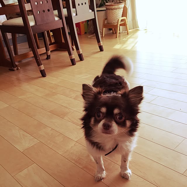 実例写真