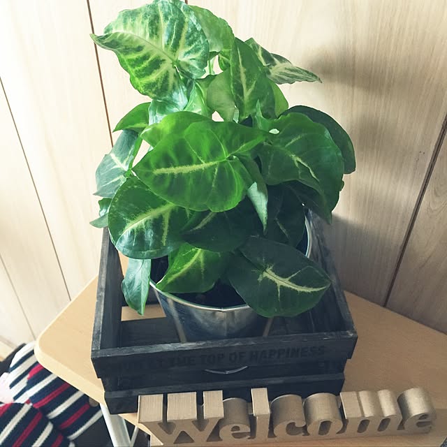 2525_chikoさんの実例写真