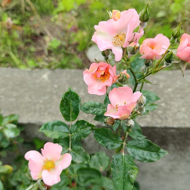 kiraさんの部屋