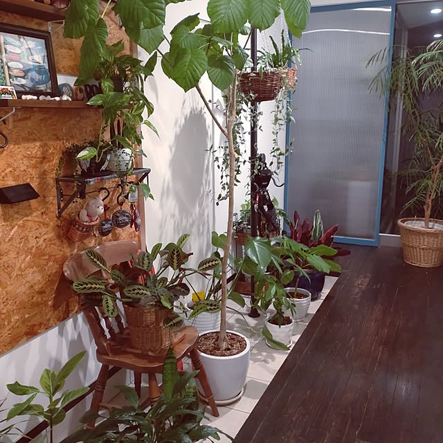 玄関/入り口/観葉植物/ニッチ棚/アイアンのインテリア実例 - 2023-06-11 22:14:02