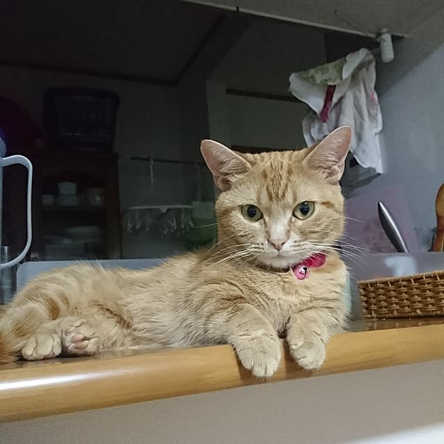 shinobuさんの実例写真