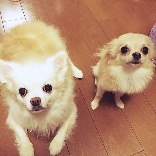 candy_Bonbonさんの実例写真
