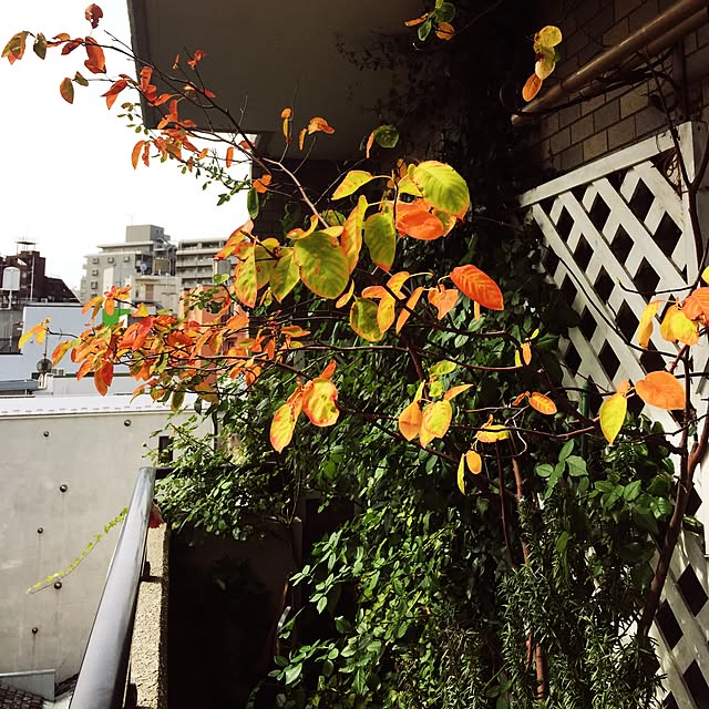 kimishigureさんの実例写真