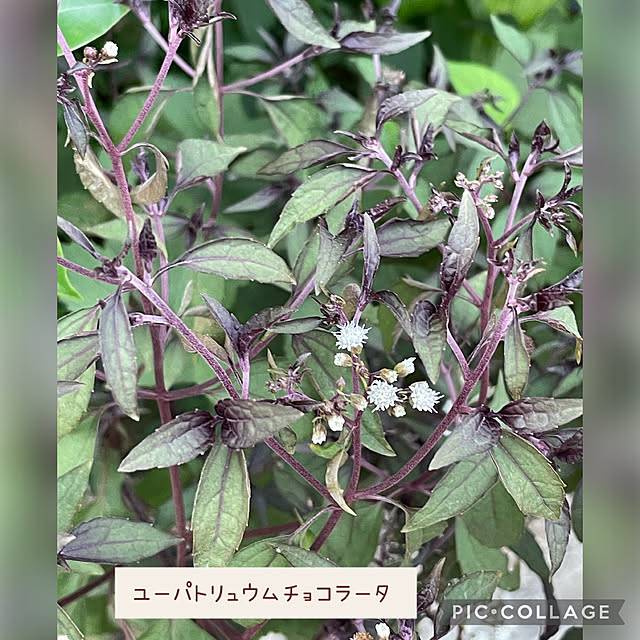 buchiさんの部屋