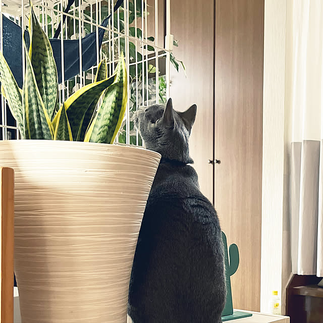 kyonさんの実例写真