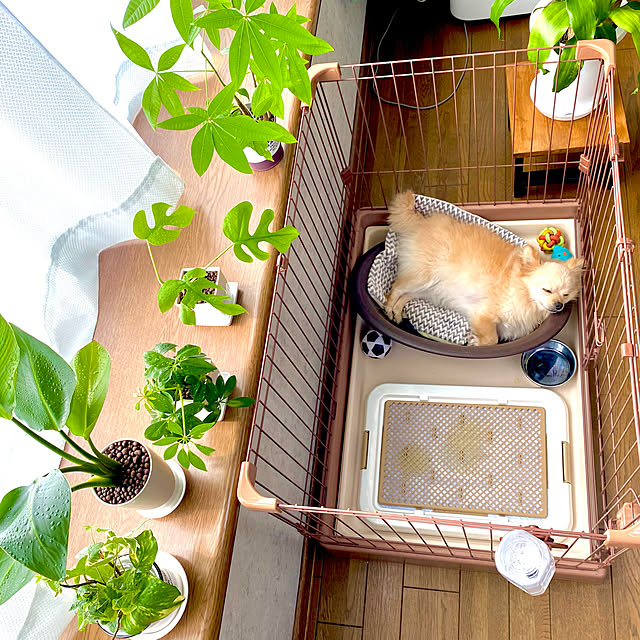 Yoshiさんの実例写真
