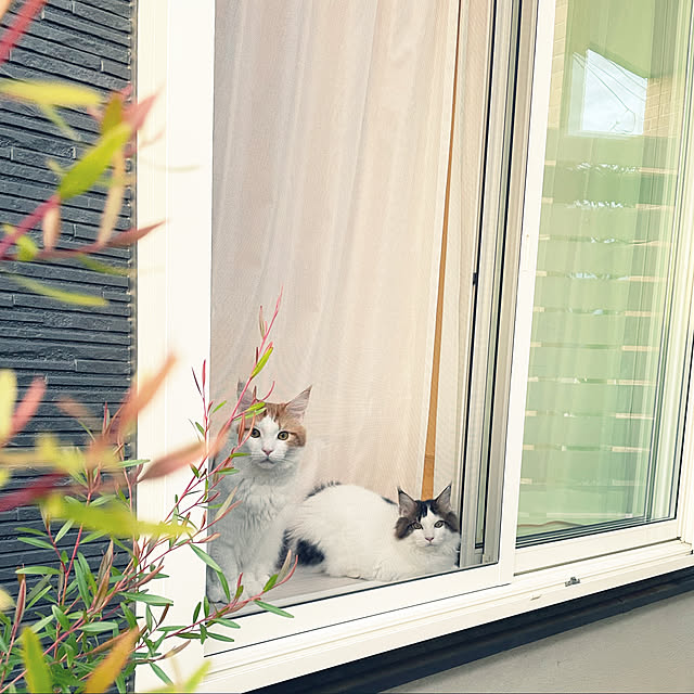 ukoさんの実例写真