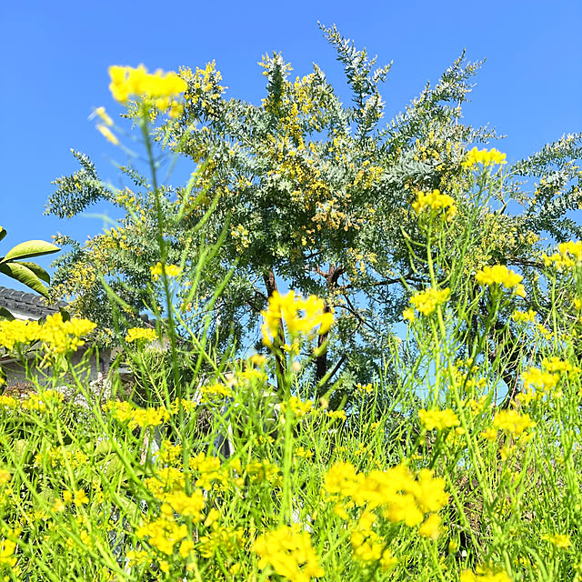 mayumiさんの実例写真