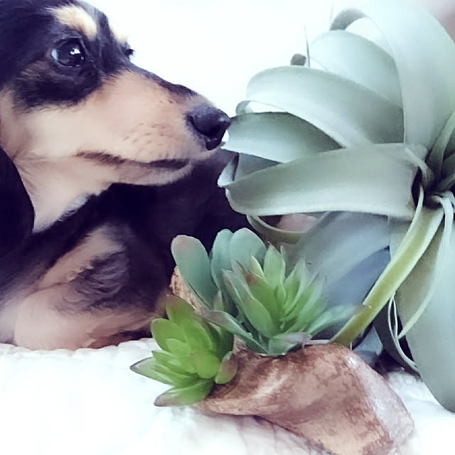 cocosorasakuさんの実例写真