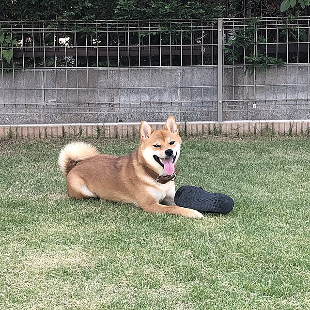 moa_momoさんの実例写真