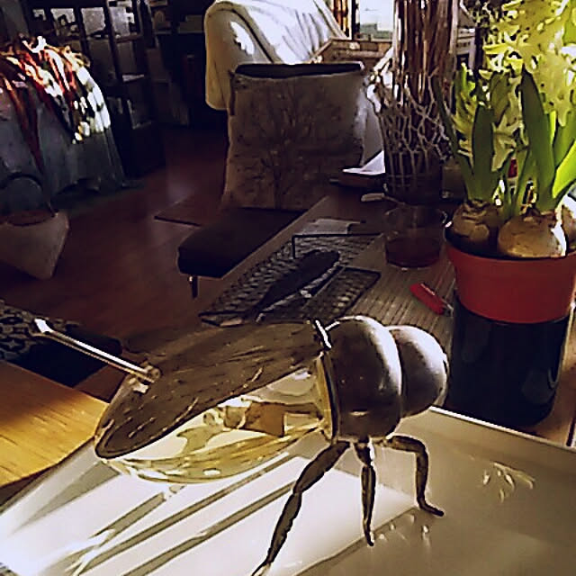 spinetailさんの実例写真