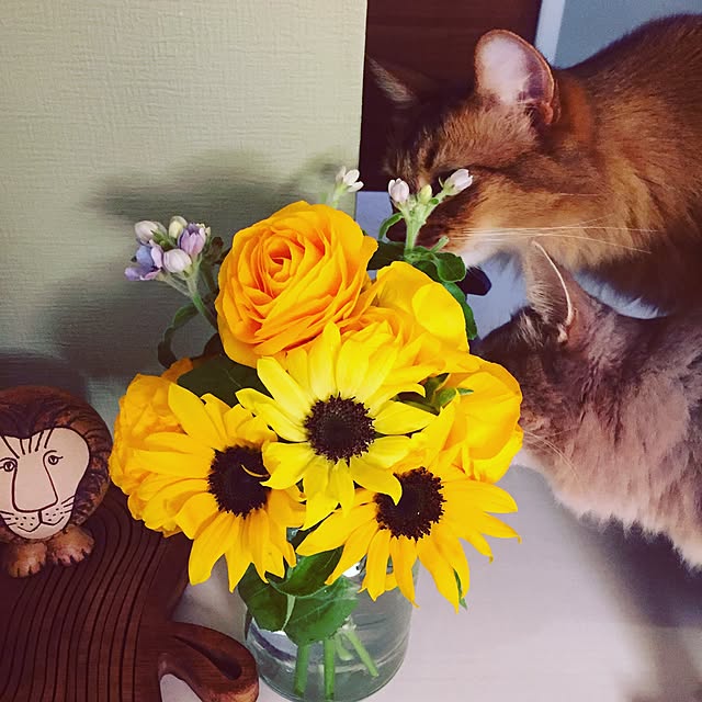shihoさんの実例写真
