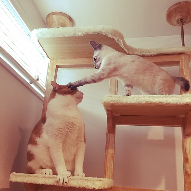 myk93さんの実例写真
