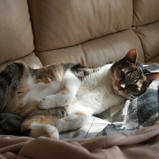 tomo1220さんの実例写真