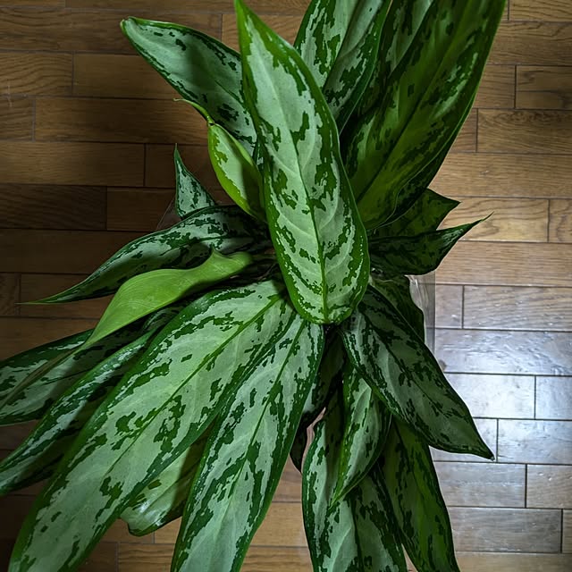 asaさんの実例写真