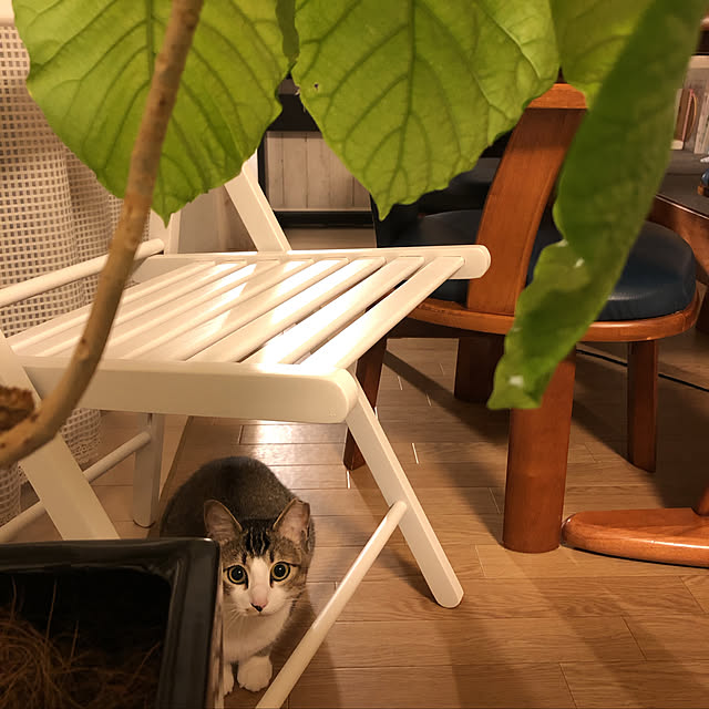 nekomiさんの実例写真
