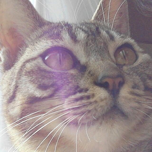 maoshinさんの実例写真