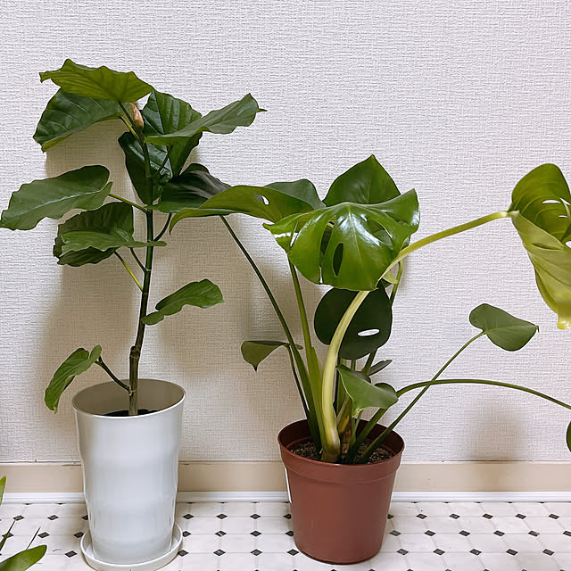 Gamjaさんの部屋