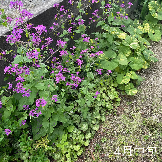 nobikoさんの部屋