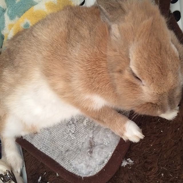 nachiさんの実例写真