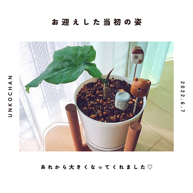 mangoさんの部屋