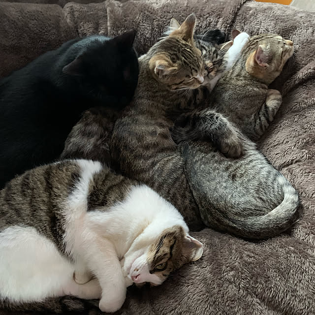 猫/ベッド周りのインテリア実例 - 2021-03-24 21:17:22