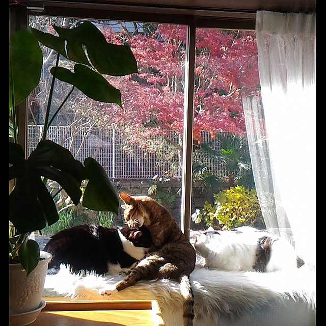 cacaoさんの実例写真