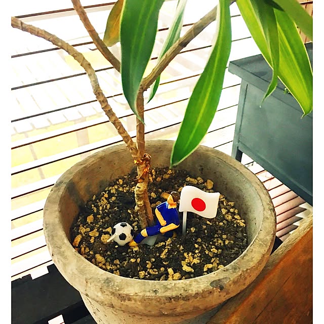 harutoikaさんの実例写真