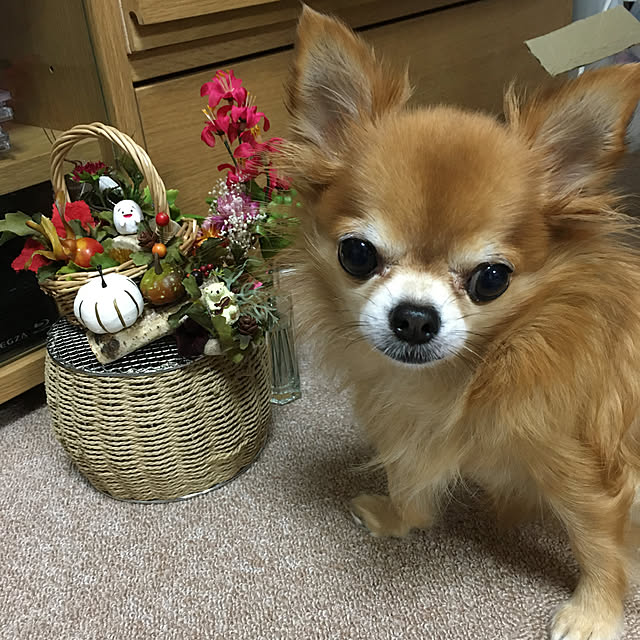 koroさんの実例写真