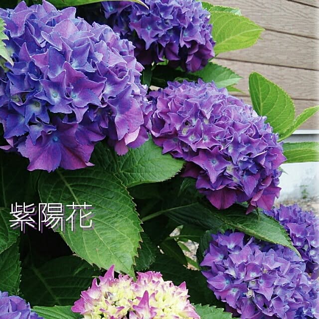 ichikomamaさんの実例写真