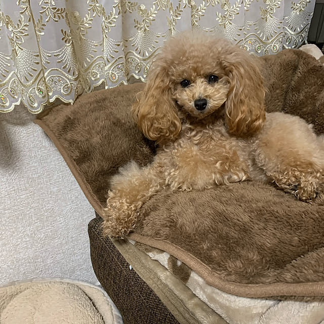 ROSEさんの実例写真