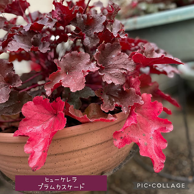buchiさんの実例写真
