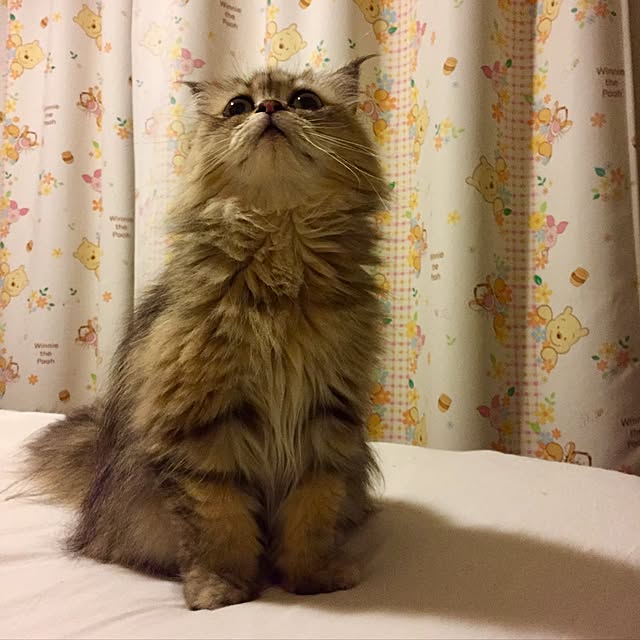 butachanさんの実例写真