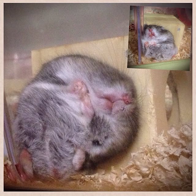 hi_iroさんの実例写真