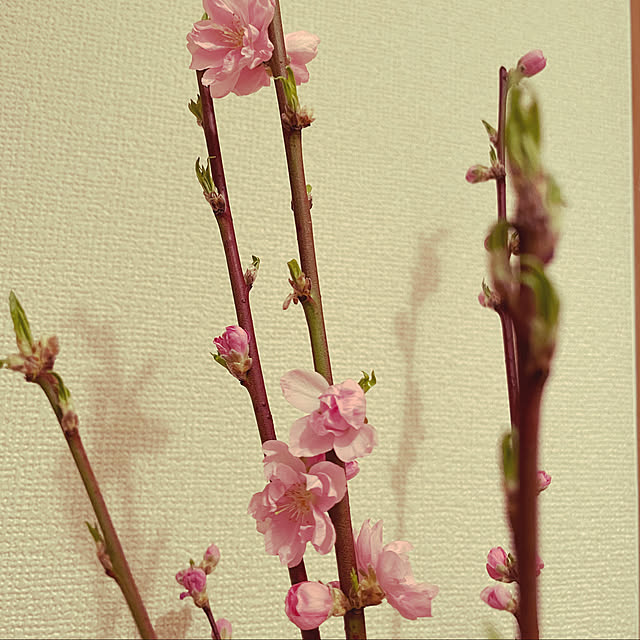 hataさんの実例写真