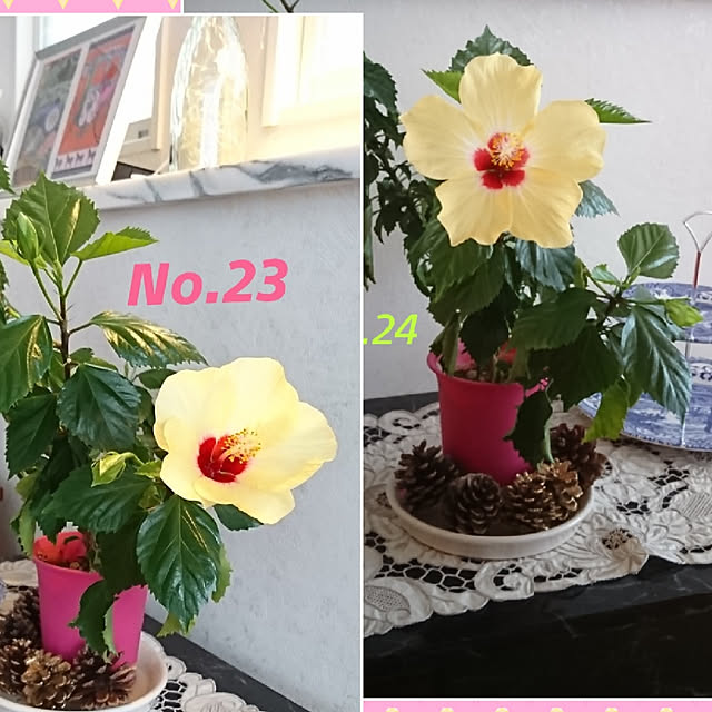 bonobono54さんの実例写真