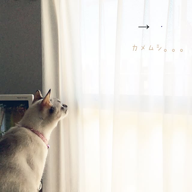 noelさんの実例写真