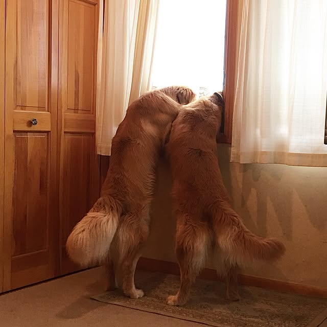 pao-mamaさんの実例写真