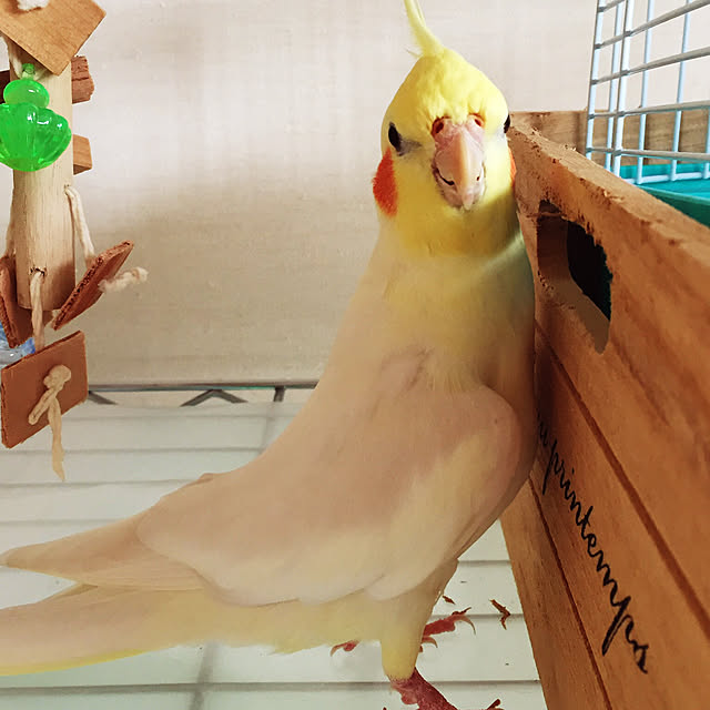 toratanさんの実例写真