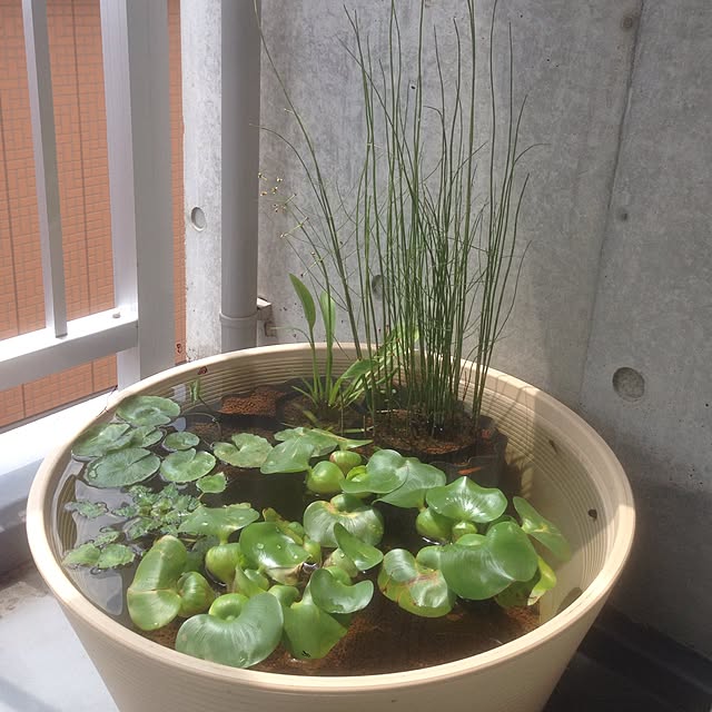 sasukeさんの実例写真